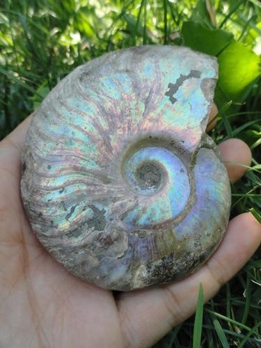 Ammonite Large