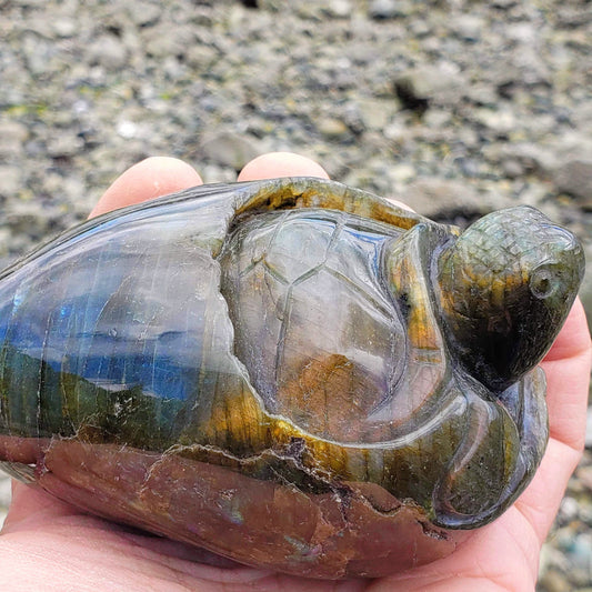 Adorable Large Hatching Turtle Labradorite Carving