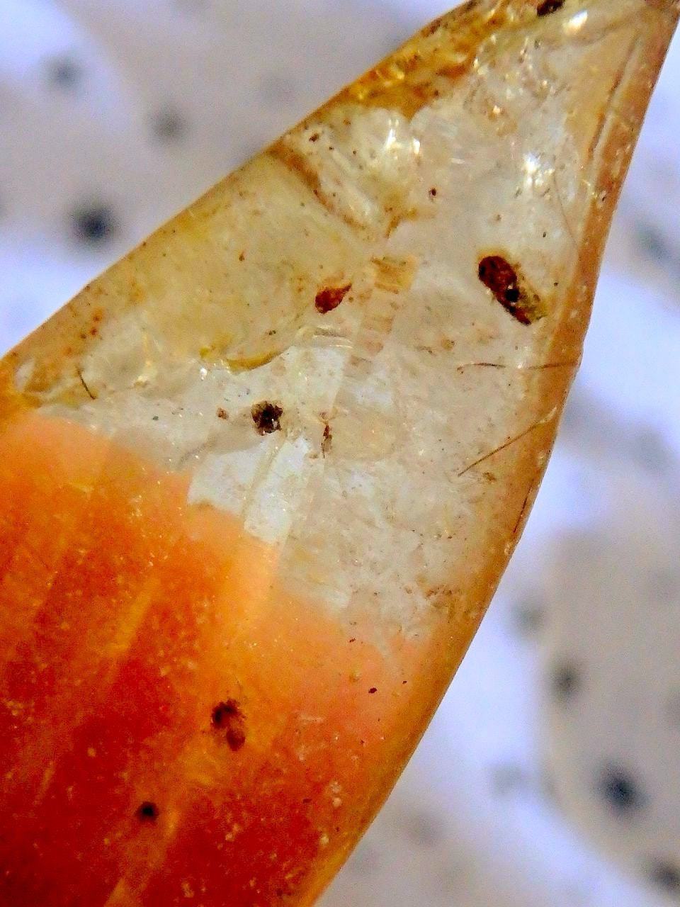 Colombian Amber Copal With Bugs Free Form 1