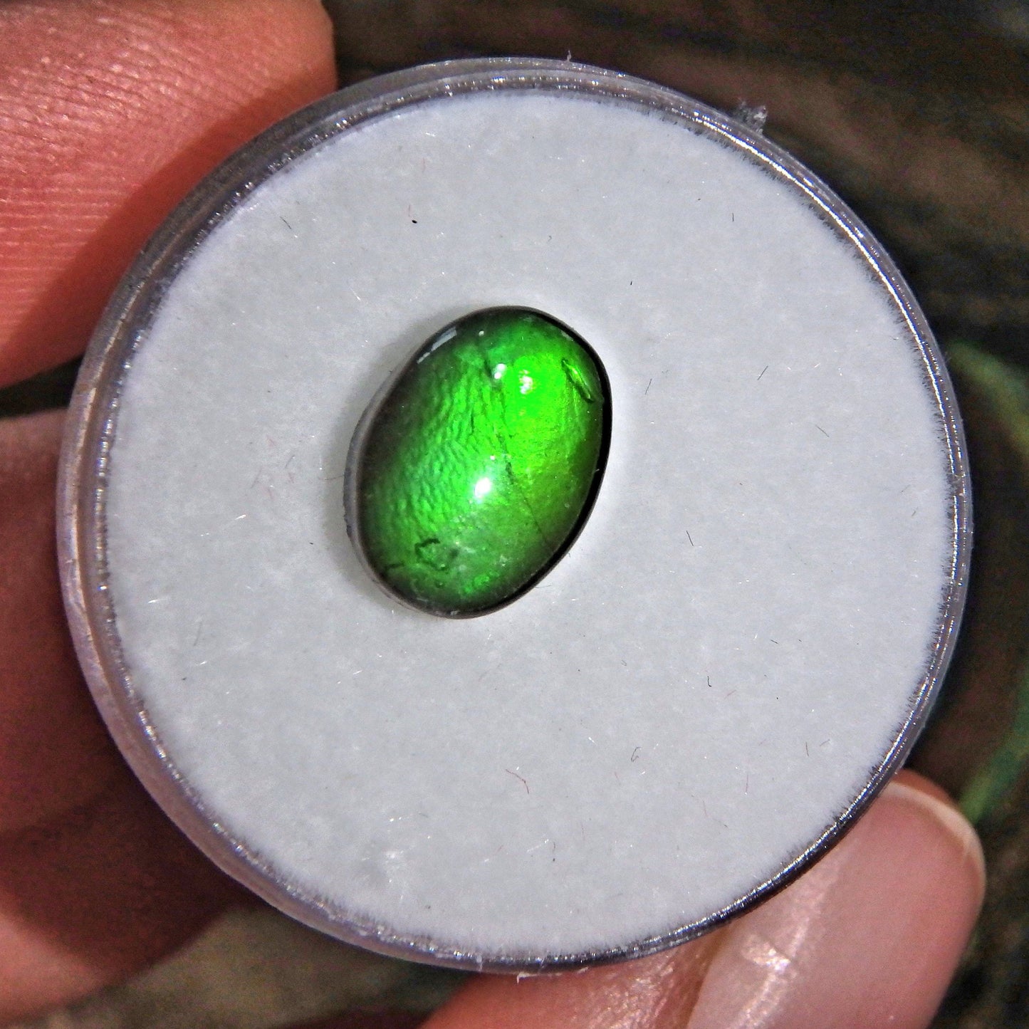 Brilliant Green Flash Alberta Ammolite Quartz Capped Cabochon in Collectors Box-Perfect For Jewelry Making