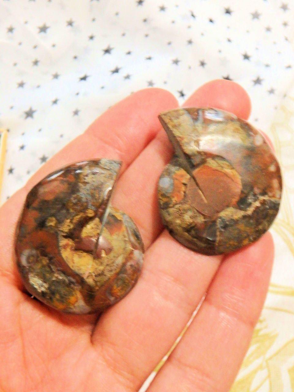 AA Grade Druzy Cave Inclusions Ammonite Fossil Pair in Collectors Box
