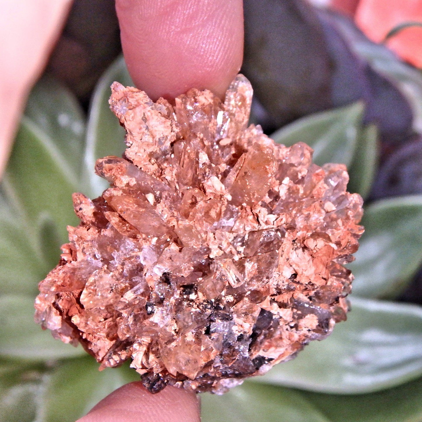Adorable Orange & Black Hedgehog Creedite Cluster From Mexico