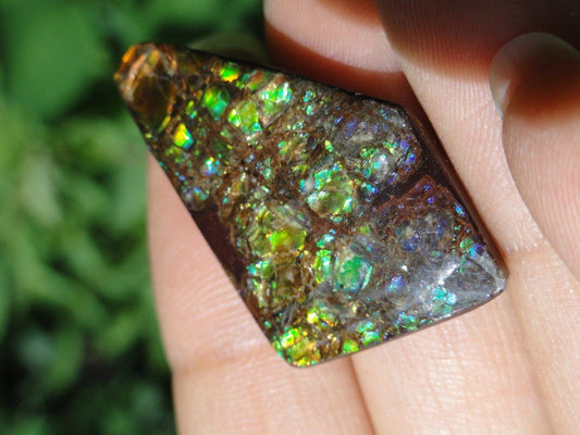 AMMOLITE CABOCHON From Alberta