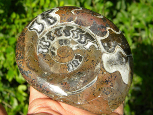 AMMONITE DISPLAY SPECIMEN*