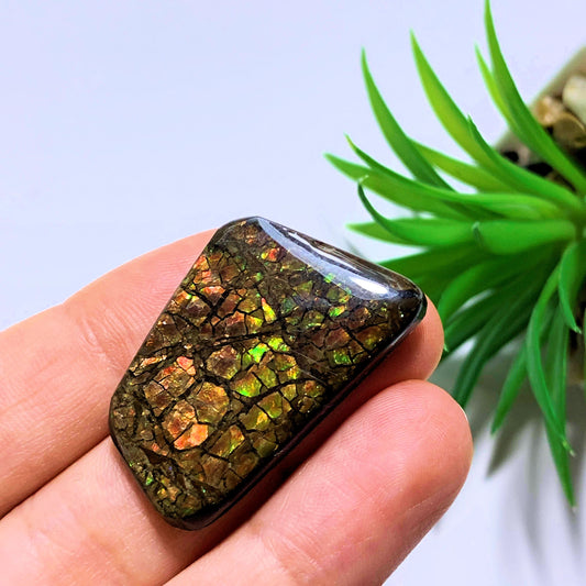 Ammolite Cabochon Ideal for Crafting~Locality Alberta
