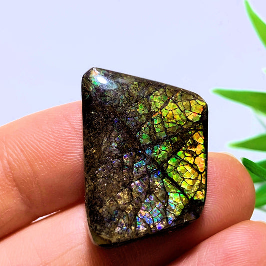 Ammolite Cabochon With Rare Purple & Blue Flashes~ Ideal for Crafting~Locality Alberta