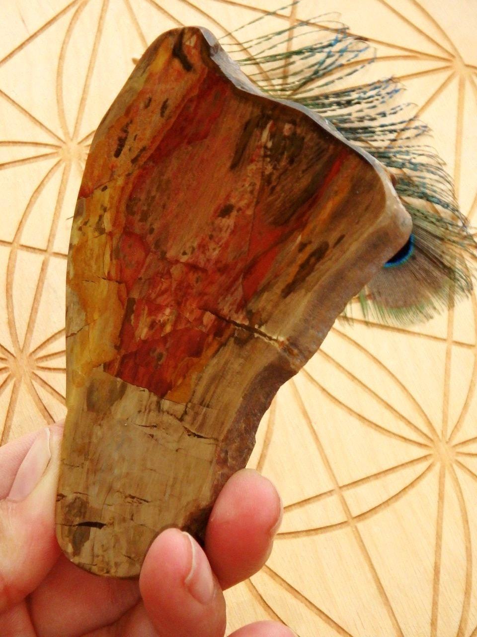 Australian Chinchilla Petrified Wood Partially Polished Free Form Specimen