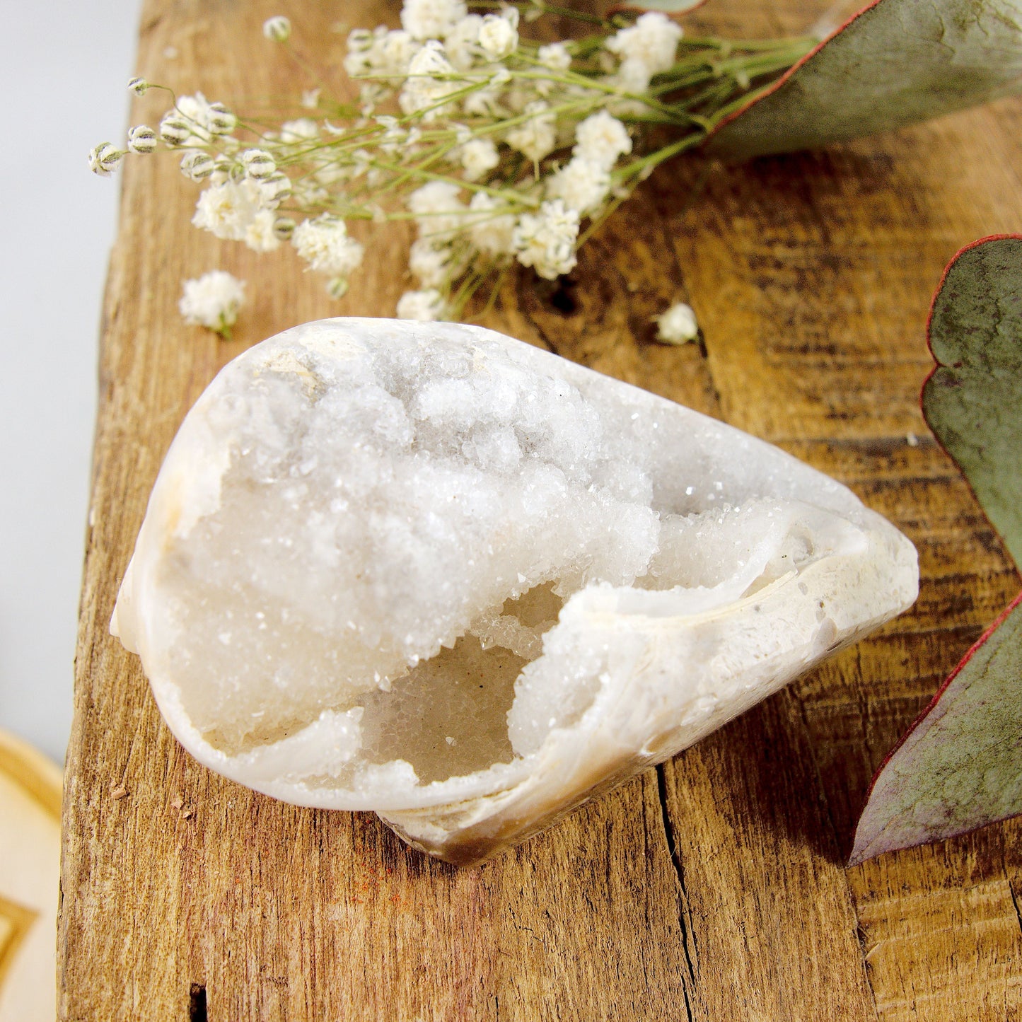 Incredible Shimmering Creamy White Large Druzy Spiralite Gemshell Geode Specimen From India8