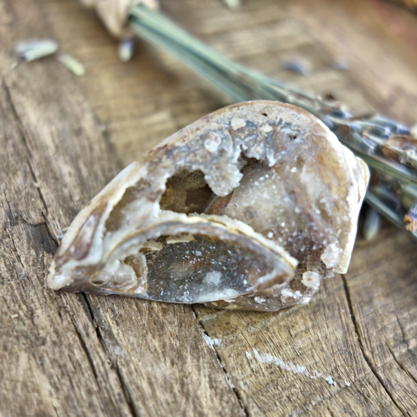 Gorgeous Double Sided Brilliance Spiralite Gemshell From India - Earth Family Crystals