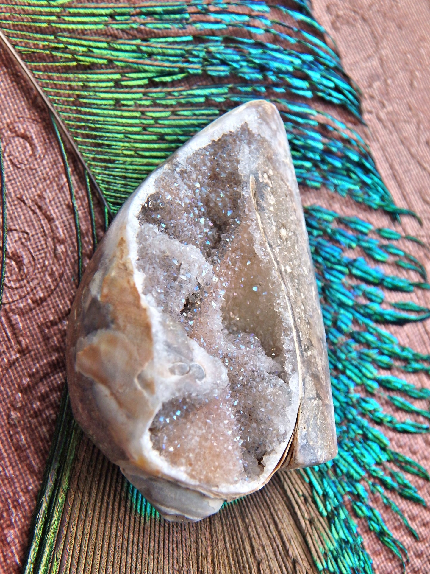 Incredible Fossil & Crystal in One Druzy Sparkle Spiralite Gemshell From India - Earth Family Crystals