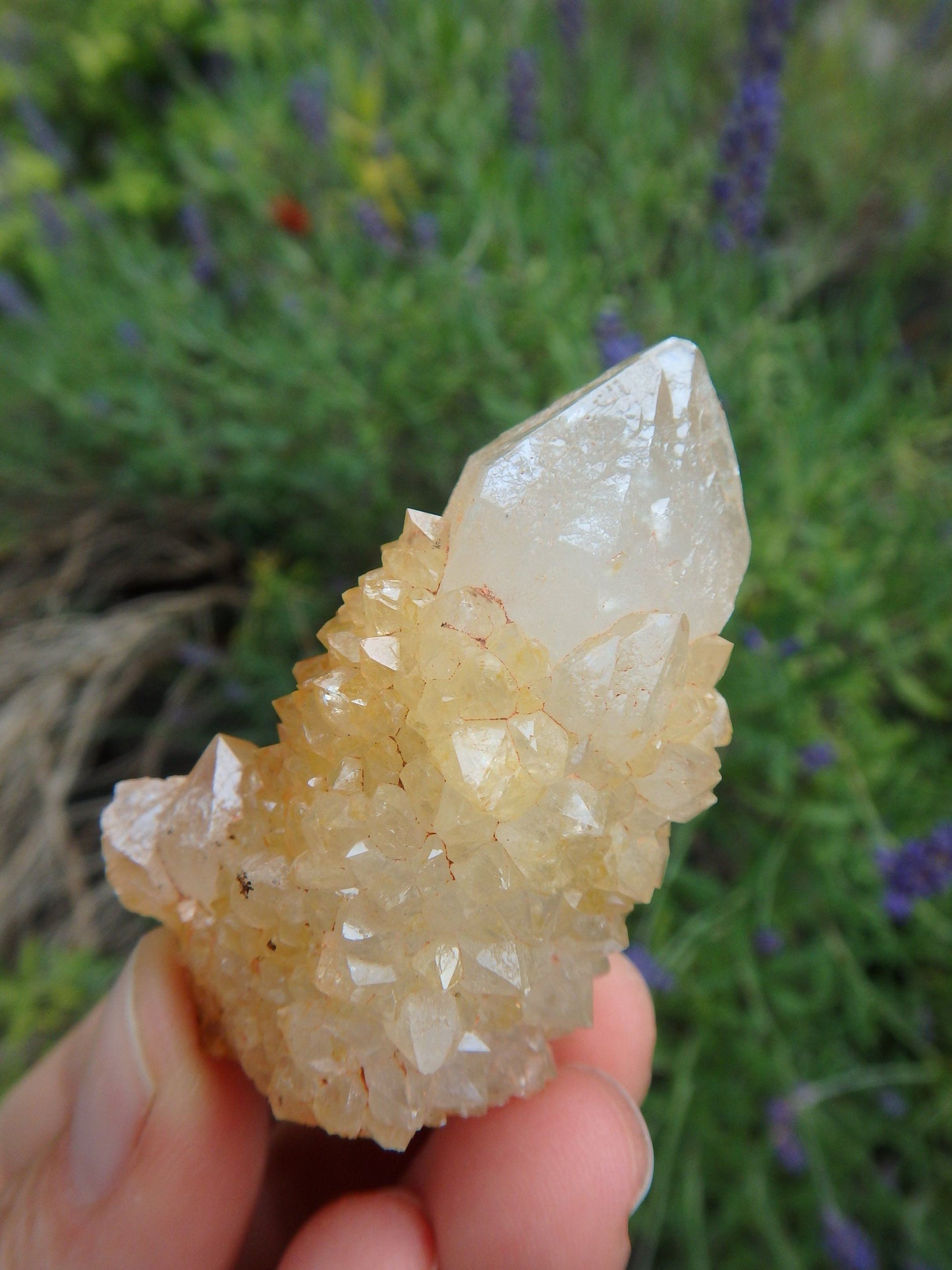 Awesome Natural Citrine Spirit Quartz Point From South Africa 3