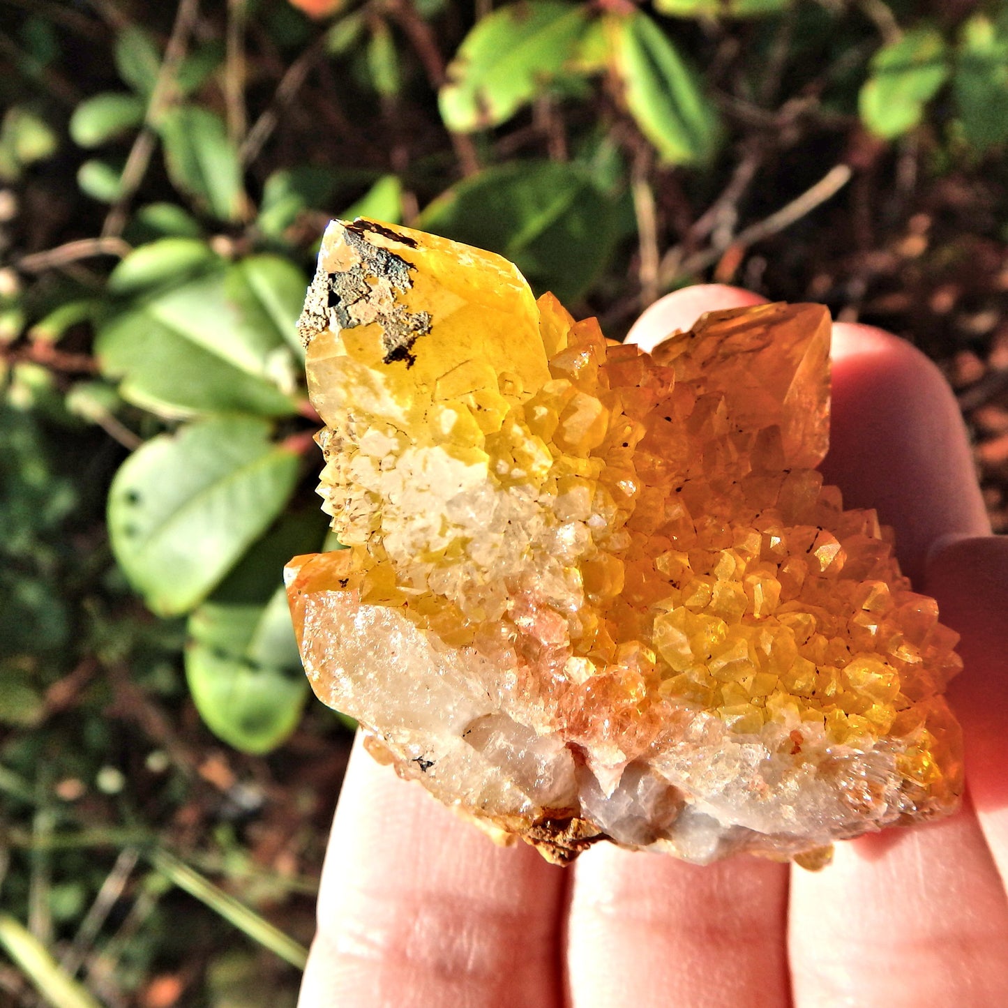 Natural Golden Flame Citrine Spirit Quartz Sparkle Cluster From South Africa - Earth Family Crystals