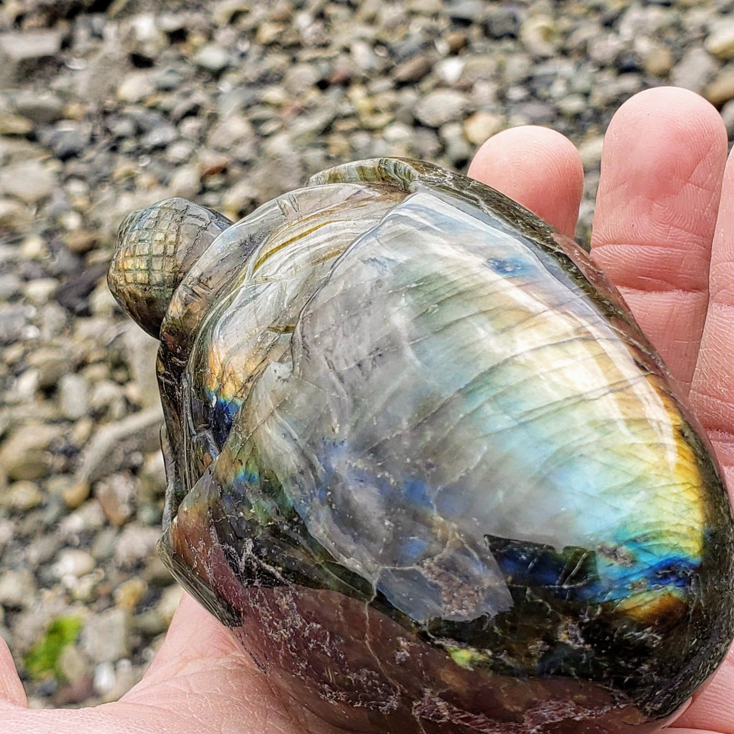  Adorable Large Hatching Turtle Labradorite Carving