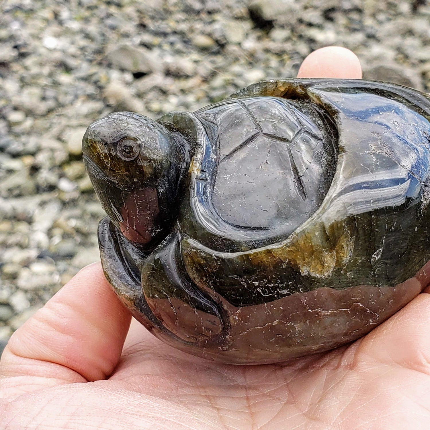  Adorable Large Hatching Turtle Labradorite Carving