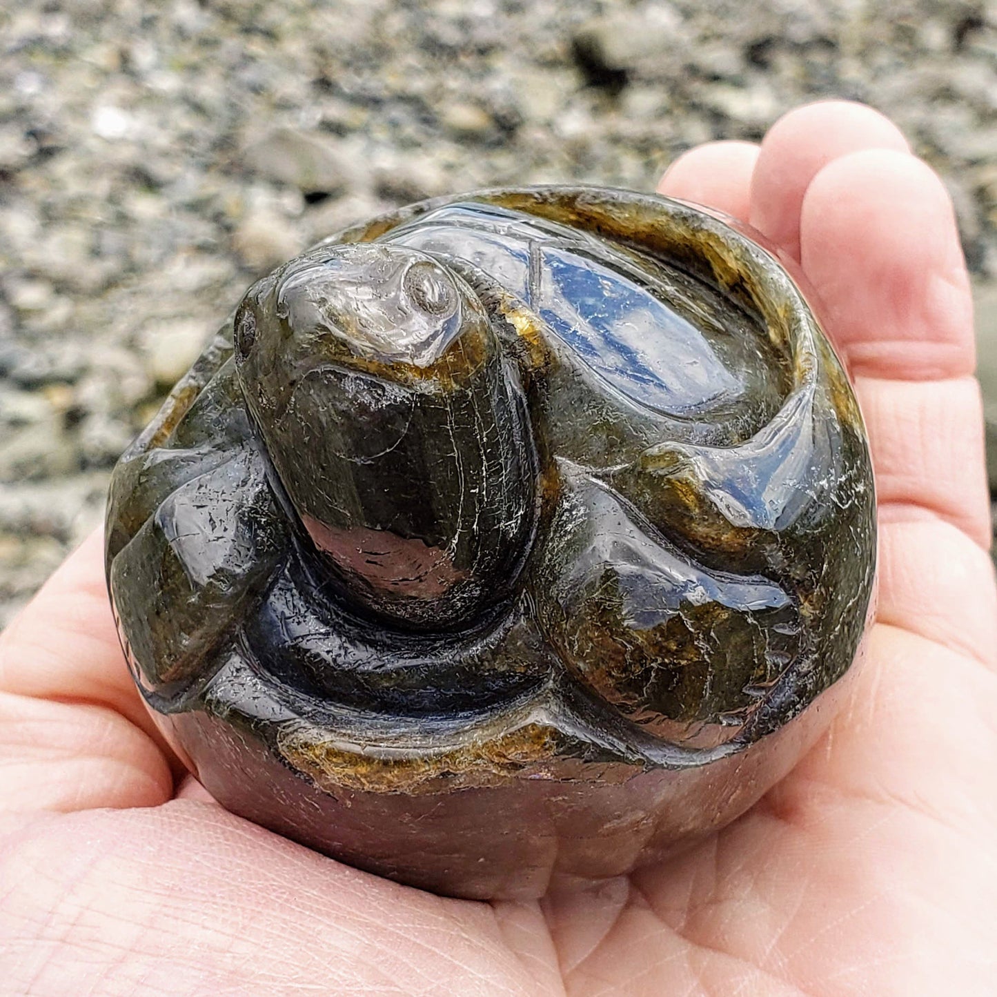  Adorable Large Hatching Turtle Labradorite Carving