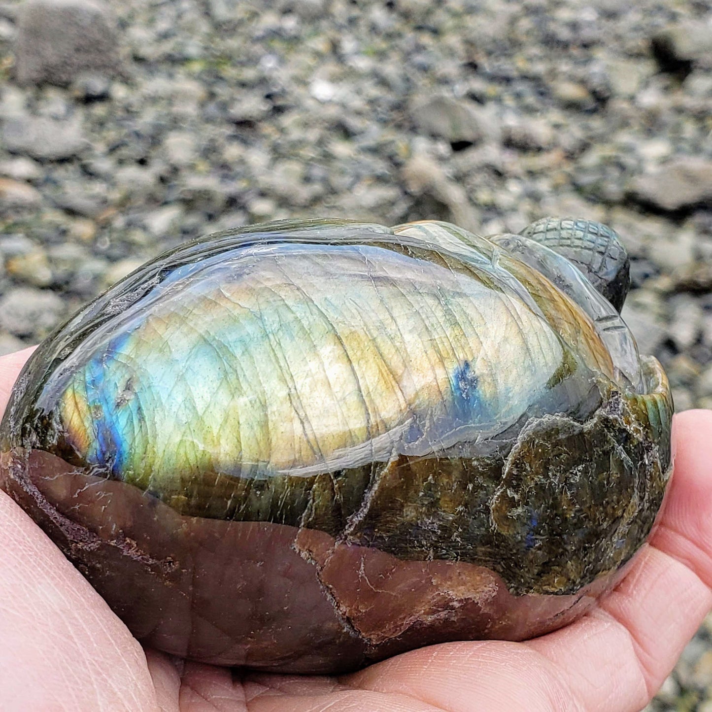  Adorable Large Hatching Turtle Labradorite Carving