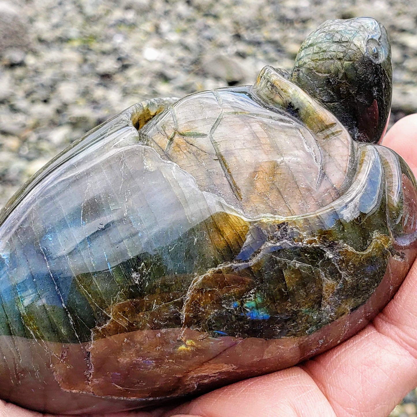  Adorable Large Hatching Turtle Labradorite Carving