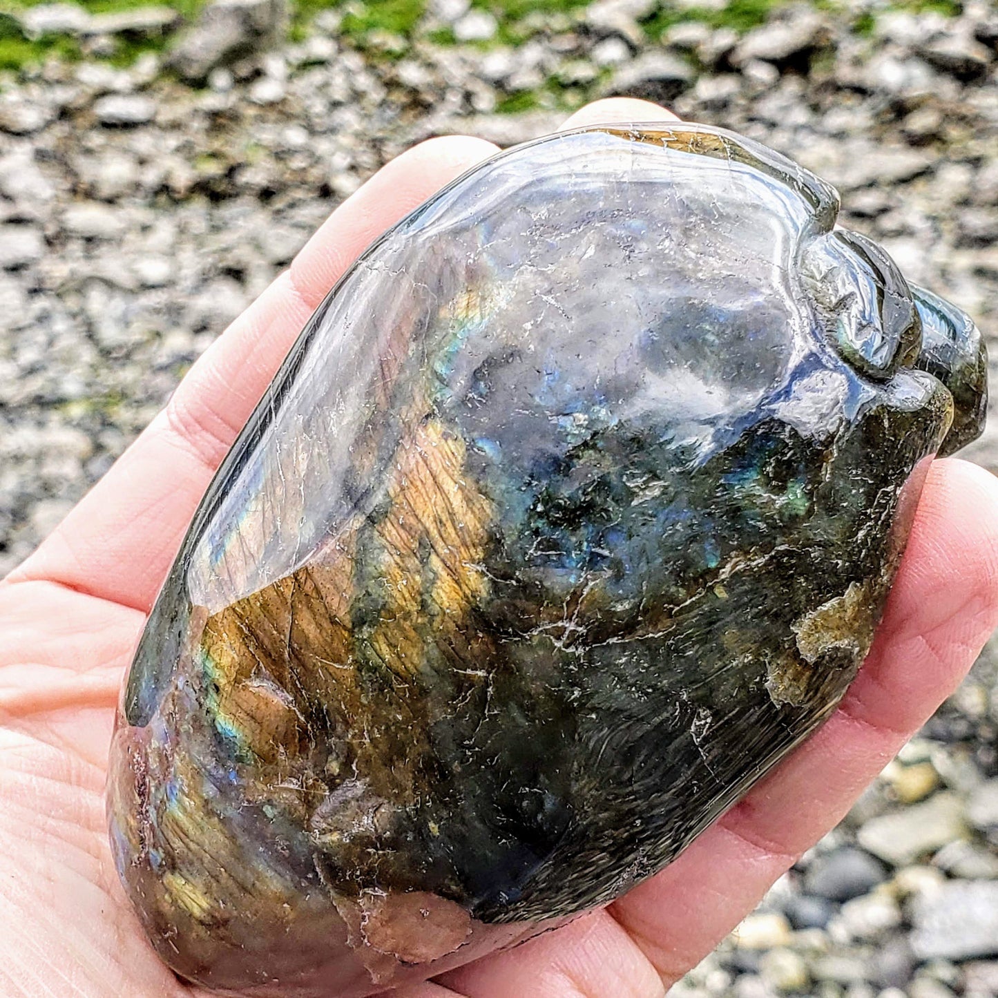  Adorable Large Hatching Turtle Labradorite Carving