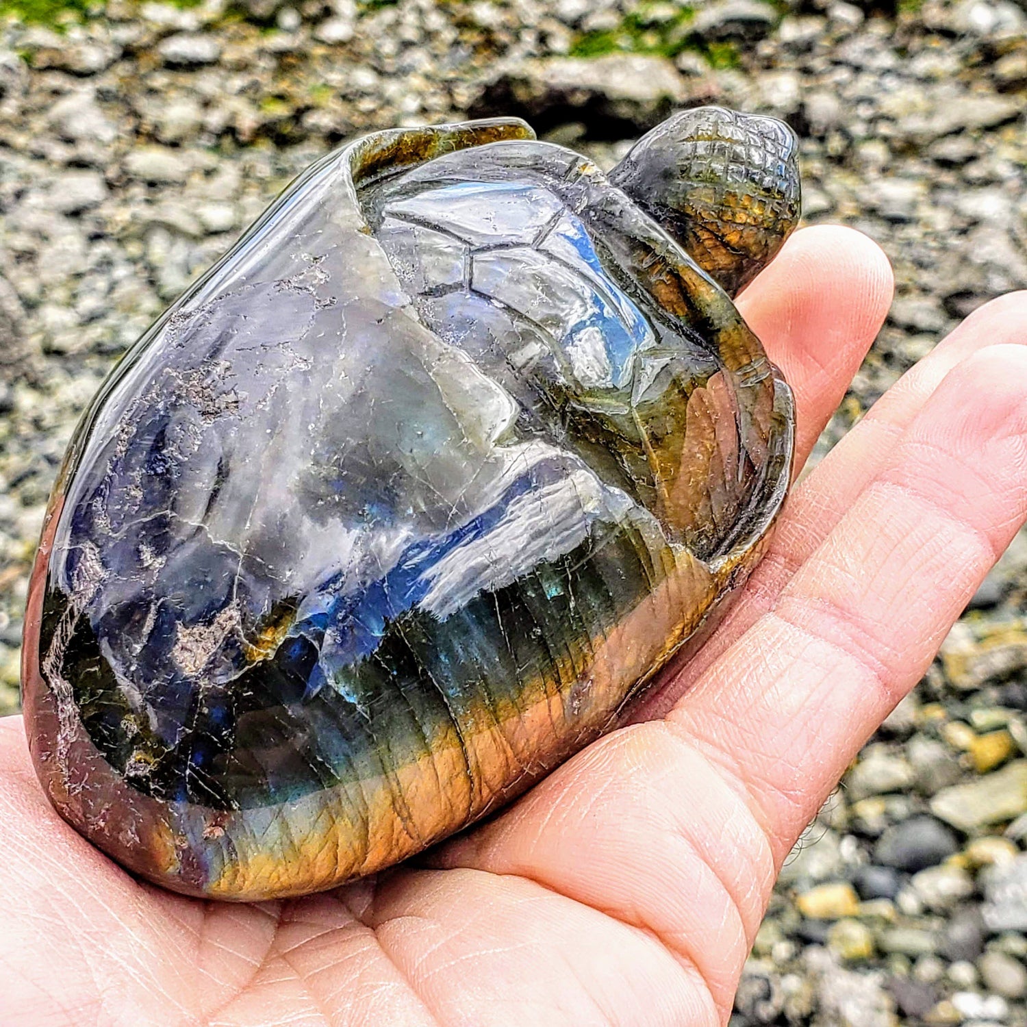  Adorable Large Hatching Turtle Labradorite Carving