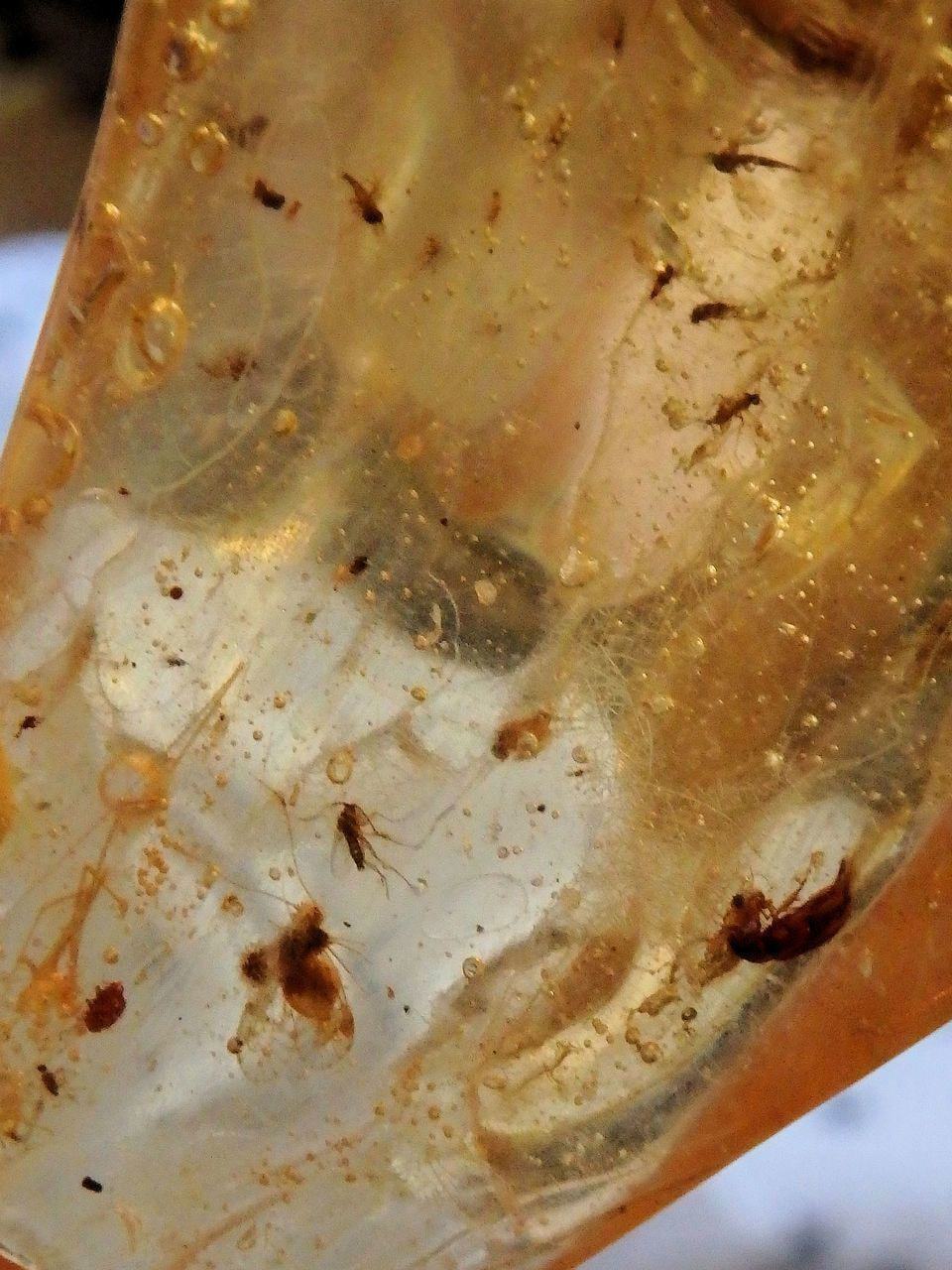  Colombian Amber Copal With Bugs Free Form 3