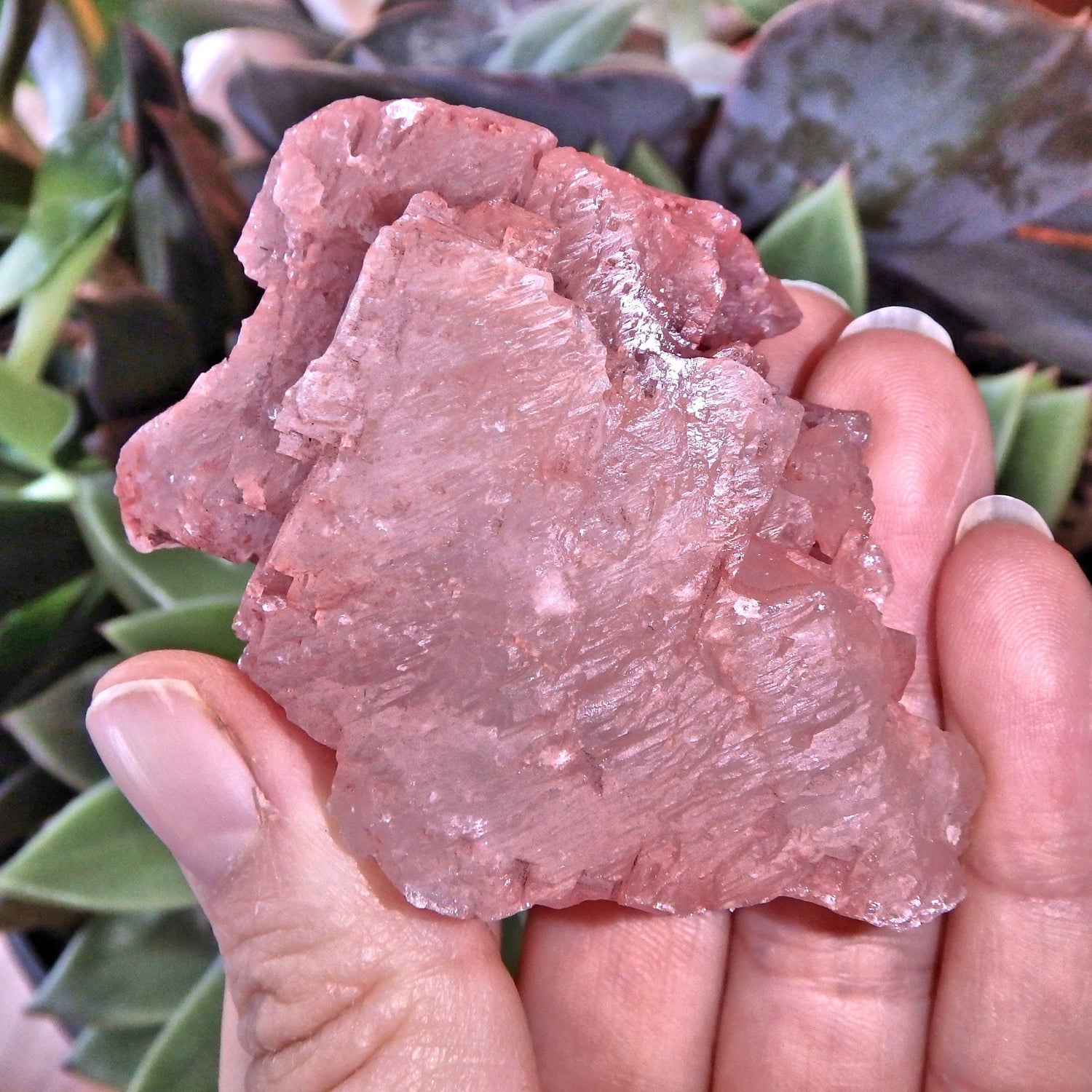  Blushing Pink Earth Etched Nirvana Ice Quartz From The Himalayas