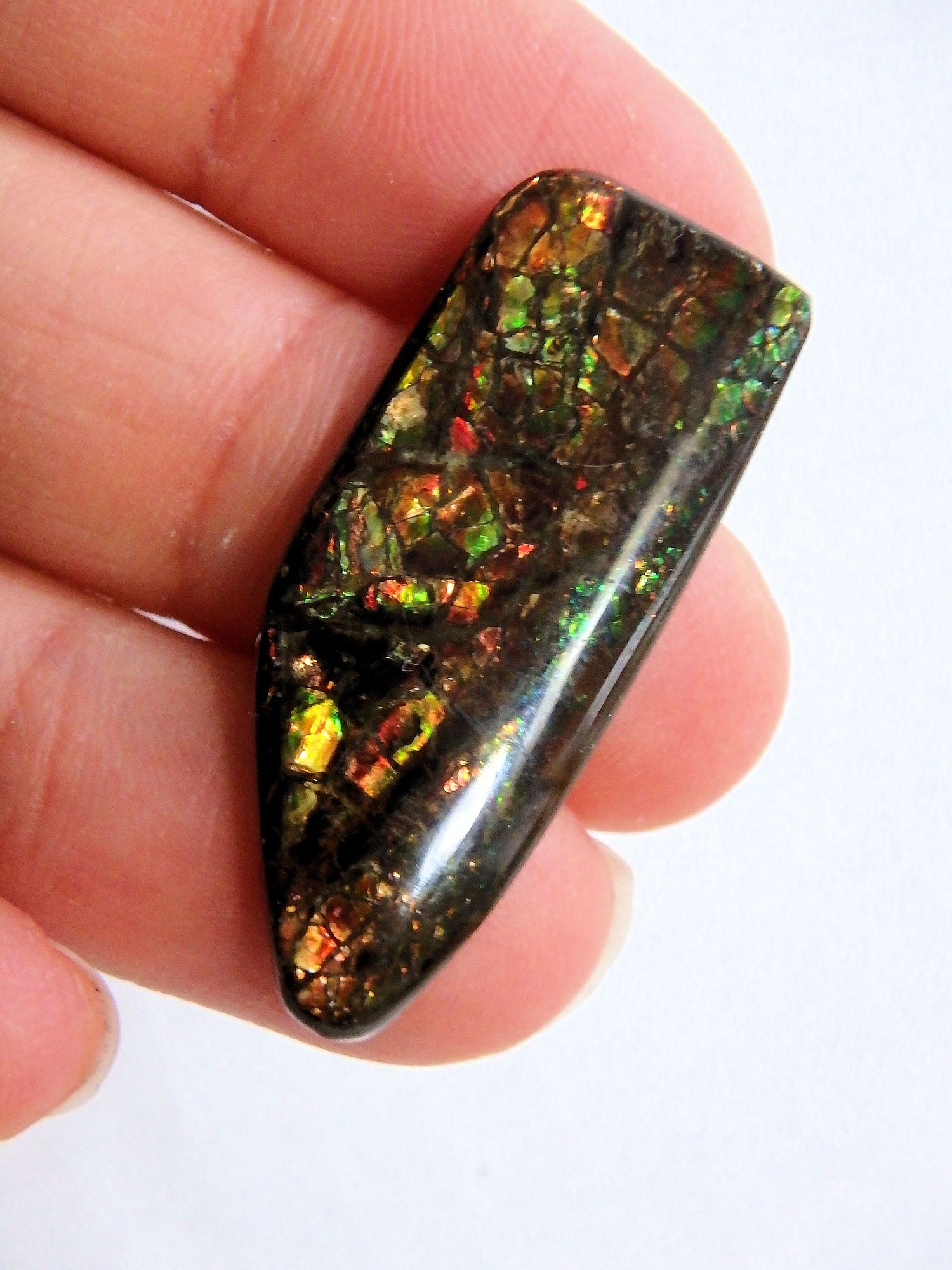 Multi Sparkle Alberta Ammolite Fossil Shell Cabochon Free Form (Ideal for Jewelry Making) 1 - Earth Family Crystals