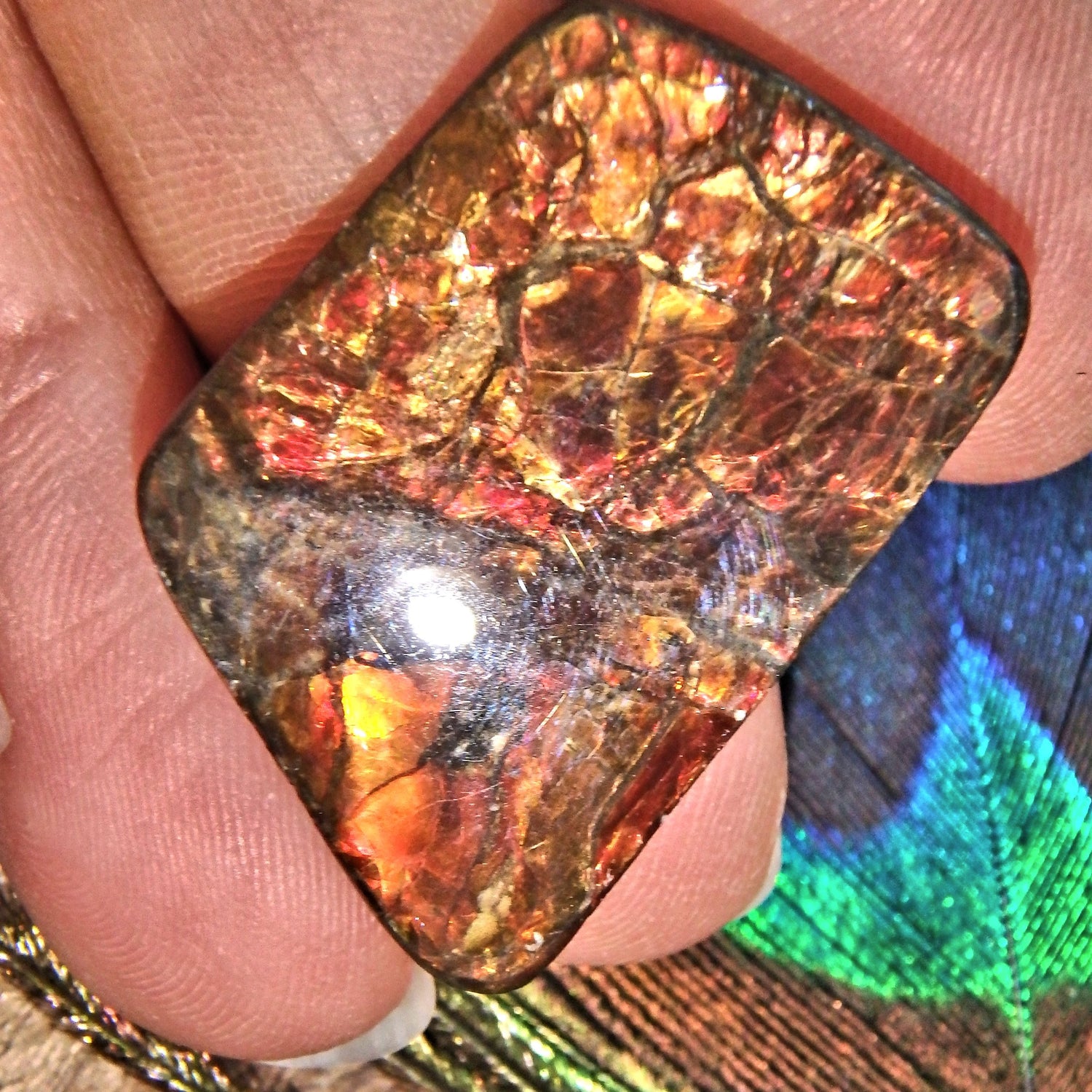  Golden & Red Flashes Alberta Ammolite Cabochon Ideal for Crafting Default Title - Earth Family Crystals