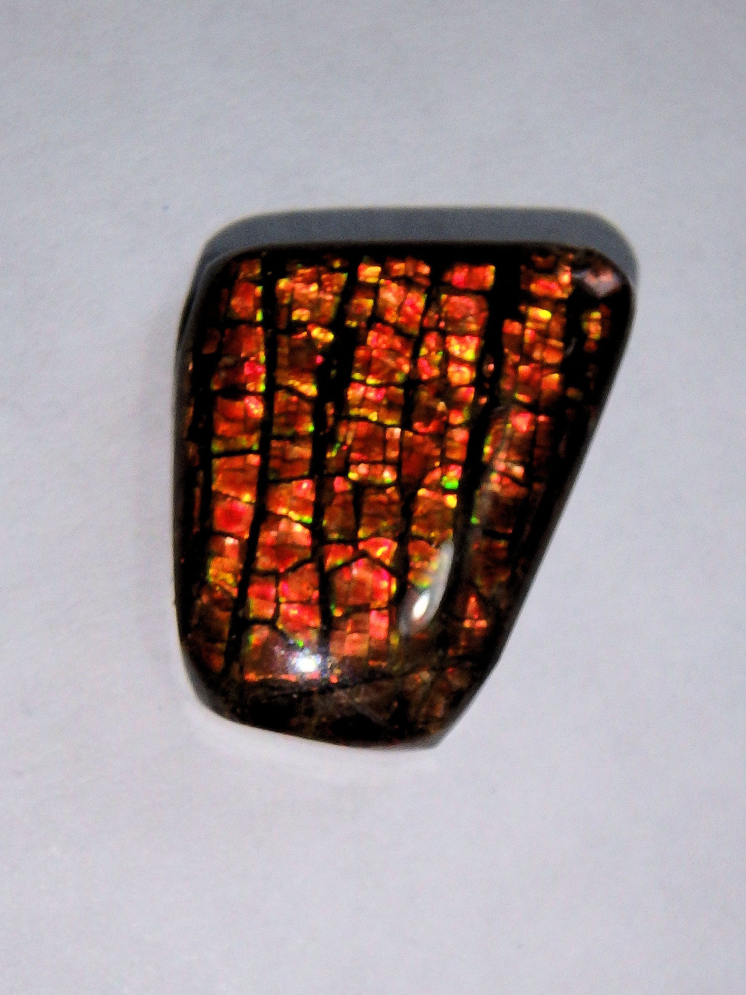 Multi Sparkle Alberta Ammolite Fossil Shell Cabochon Free Form (Ideal for Jewelry Making) 2 - Earth Family Crystals