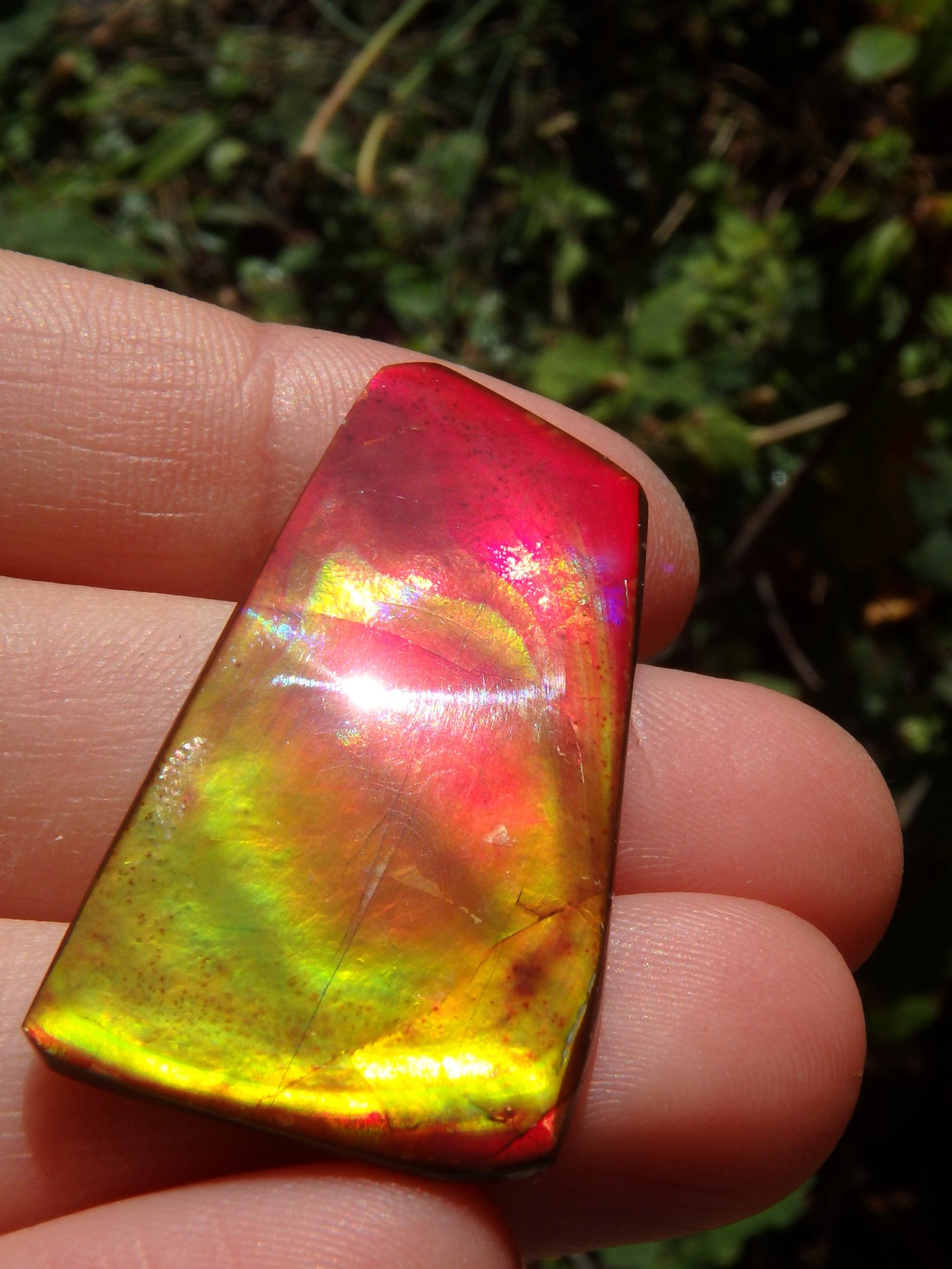 Incredible Red, Golden & Green Flash Alberta Ammolite Cabochon~Ideal for Jewellery Making! - Metiz Tier Price