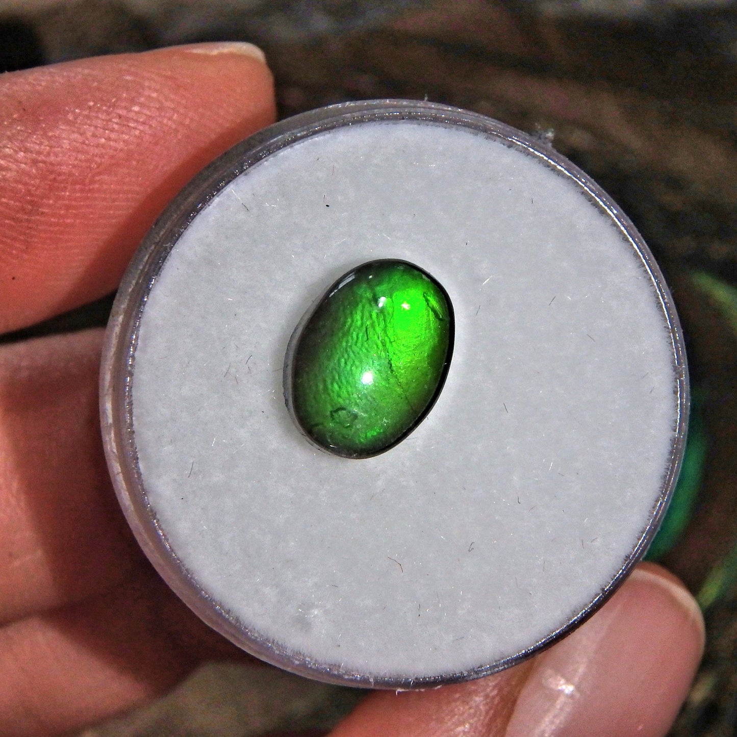  Brilliant Green Flash Alberta Ammolite Quartz Capped Cabochon in Collectors Box-Perfect For Jewelry Making
