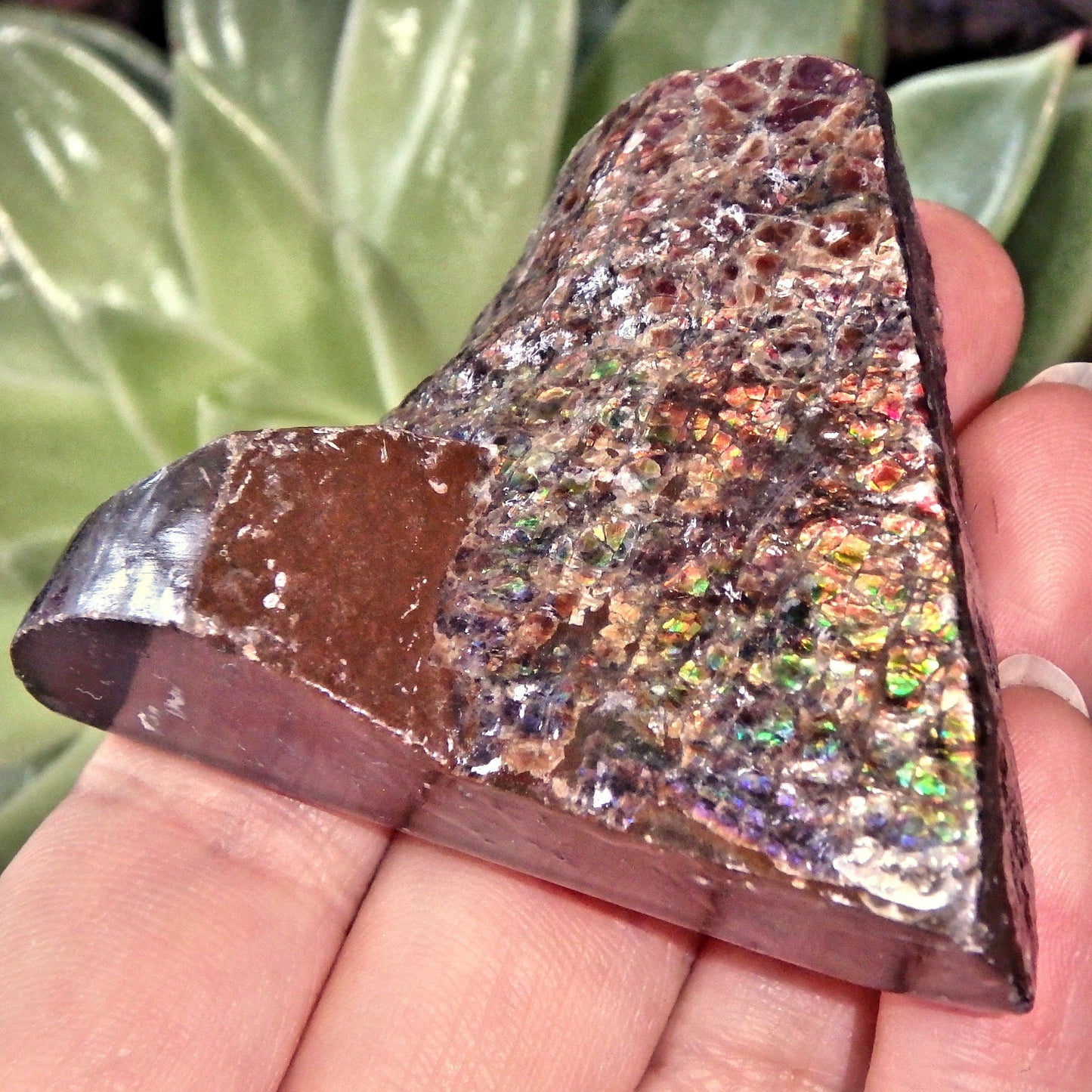  Double Sided Flashes Ammolite Chunky Specimen From Alberta, Canada