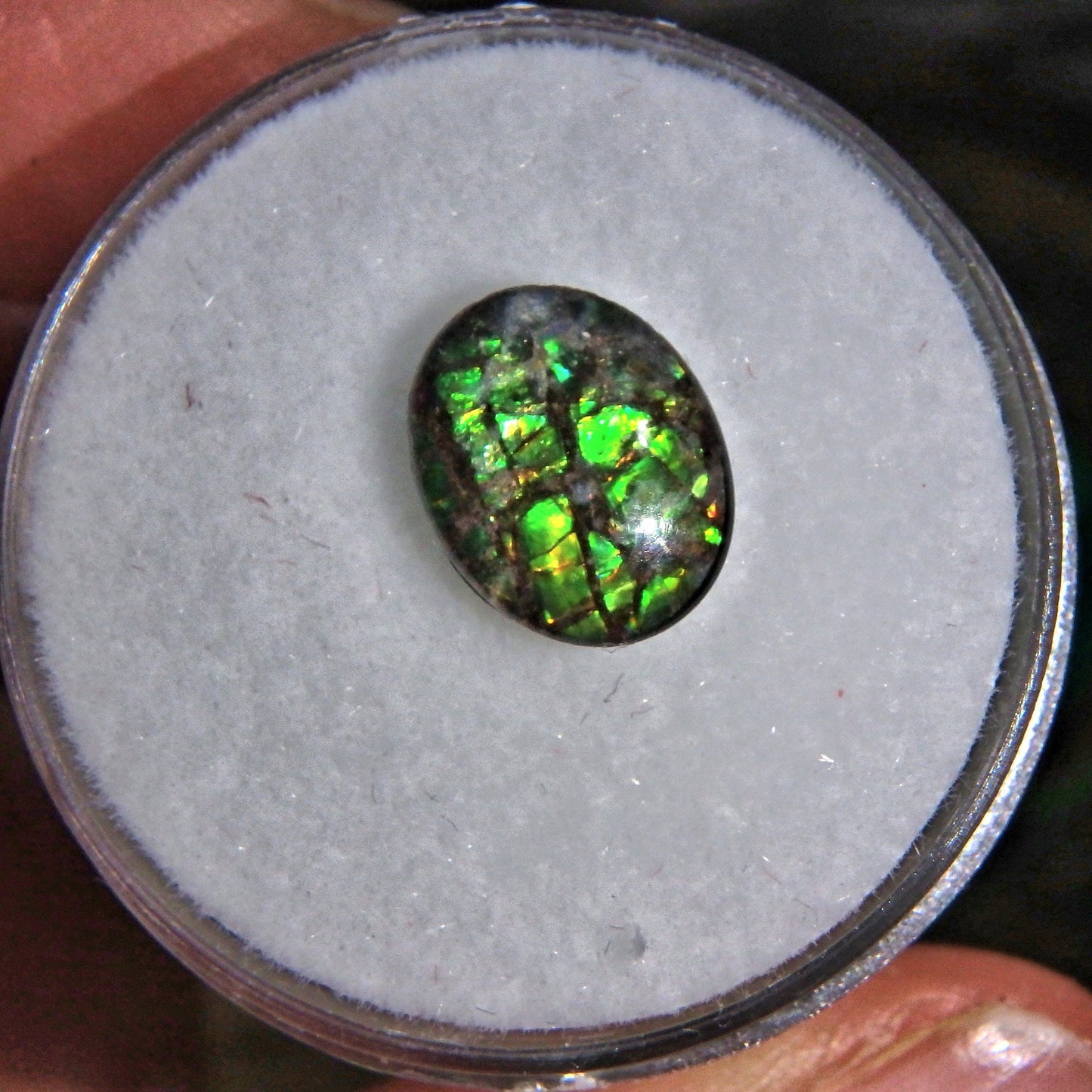 Brilliant Green Flash Alberta Ammolite Cabochon Quartz Capped in Collectors Box-Perfect For Jewelry Making 1