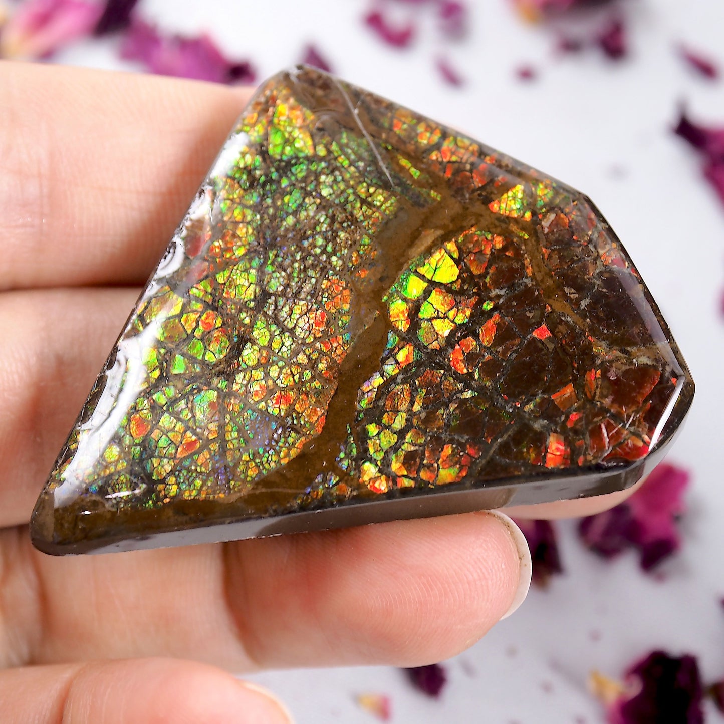 Intense Rainbow Flash Chunky Alberta Ammolite Free Form~Perfect for Crafting!