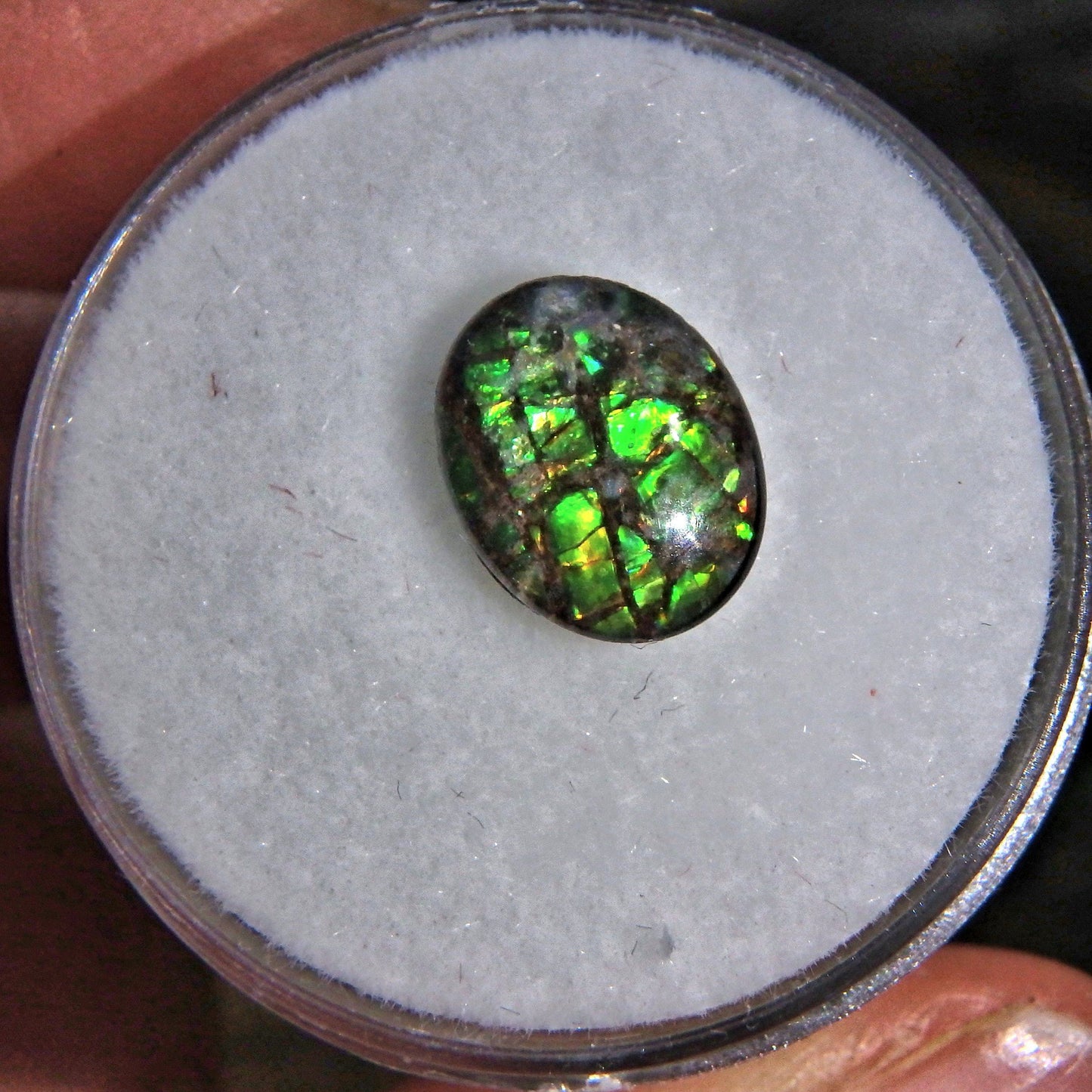  Brilliant Green Flash Alberta Ammolite Cabochon Quartz Capped in Collectors Box-Perfect For Jewelry Making 1