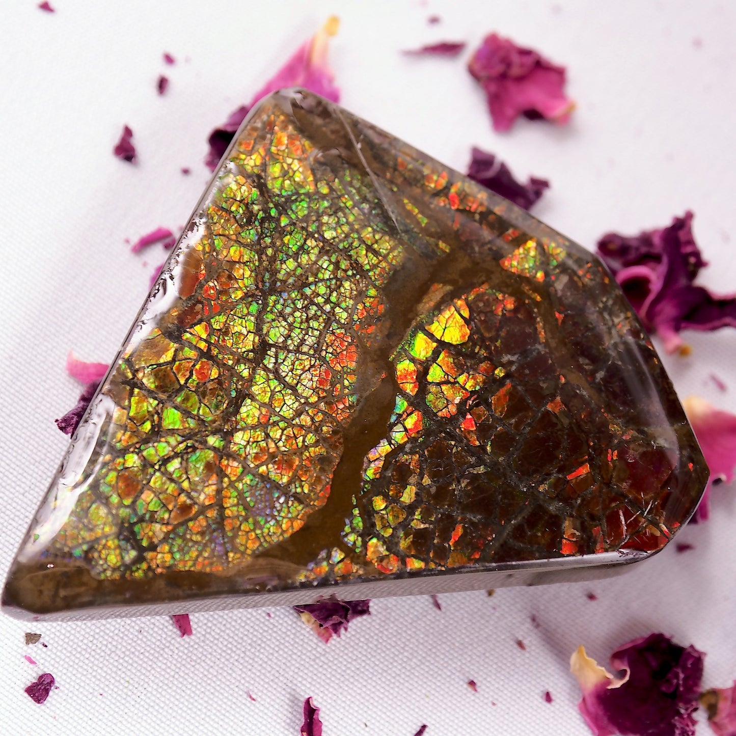 Intense Rainbow Flash Chunky Alberta Ammolite Free Form~Perfect for Crafting!