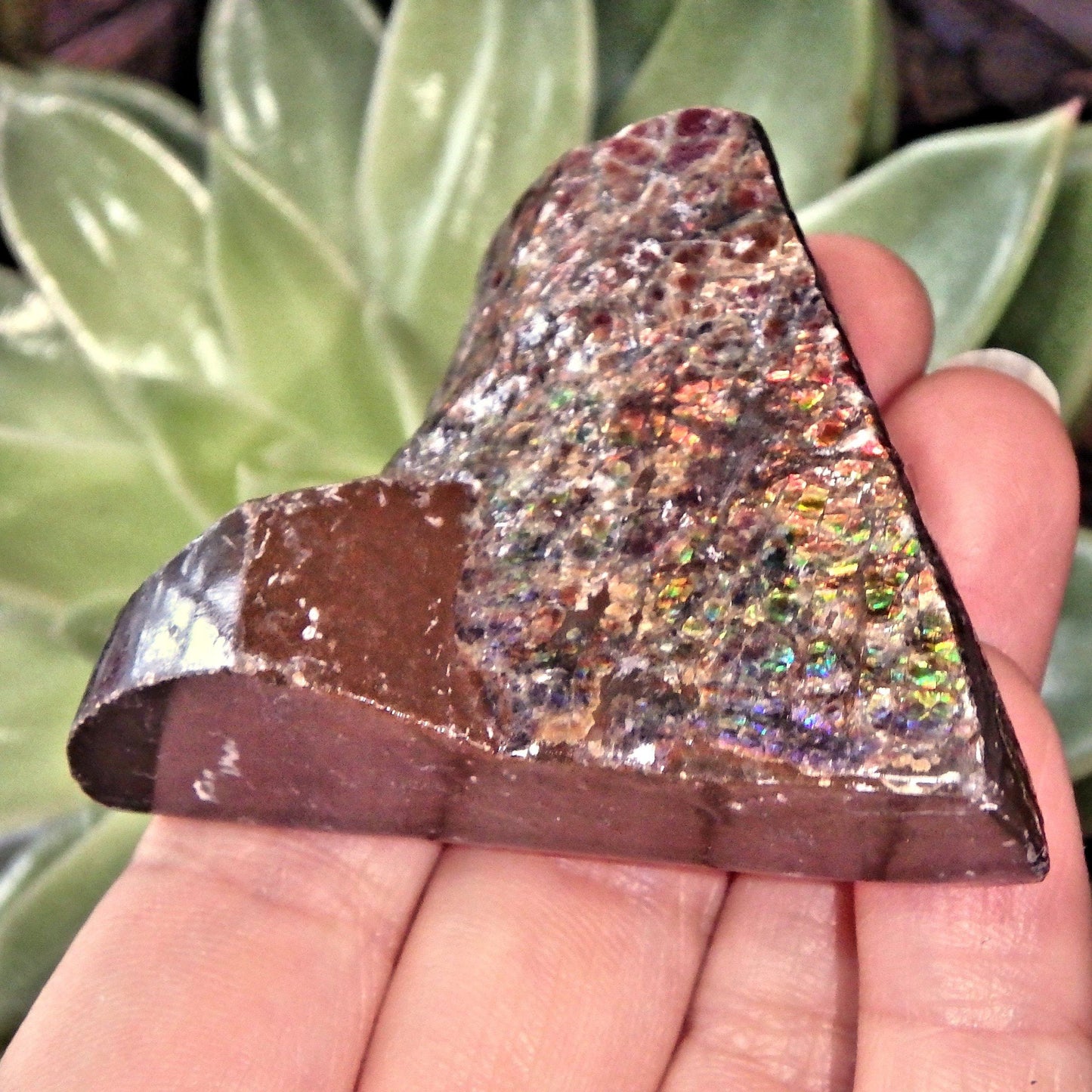  Double Sided Flashes Ammolite Chunky Specimen From Alberta, Canada