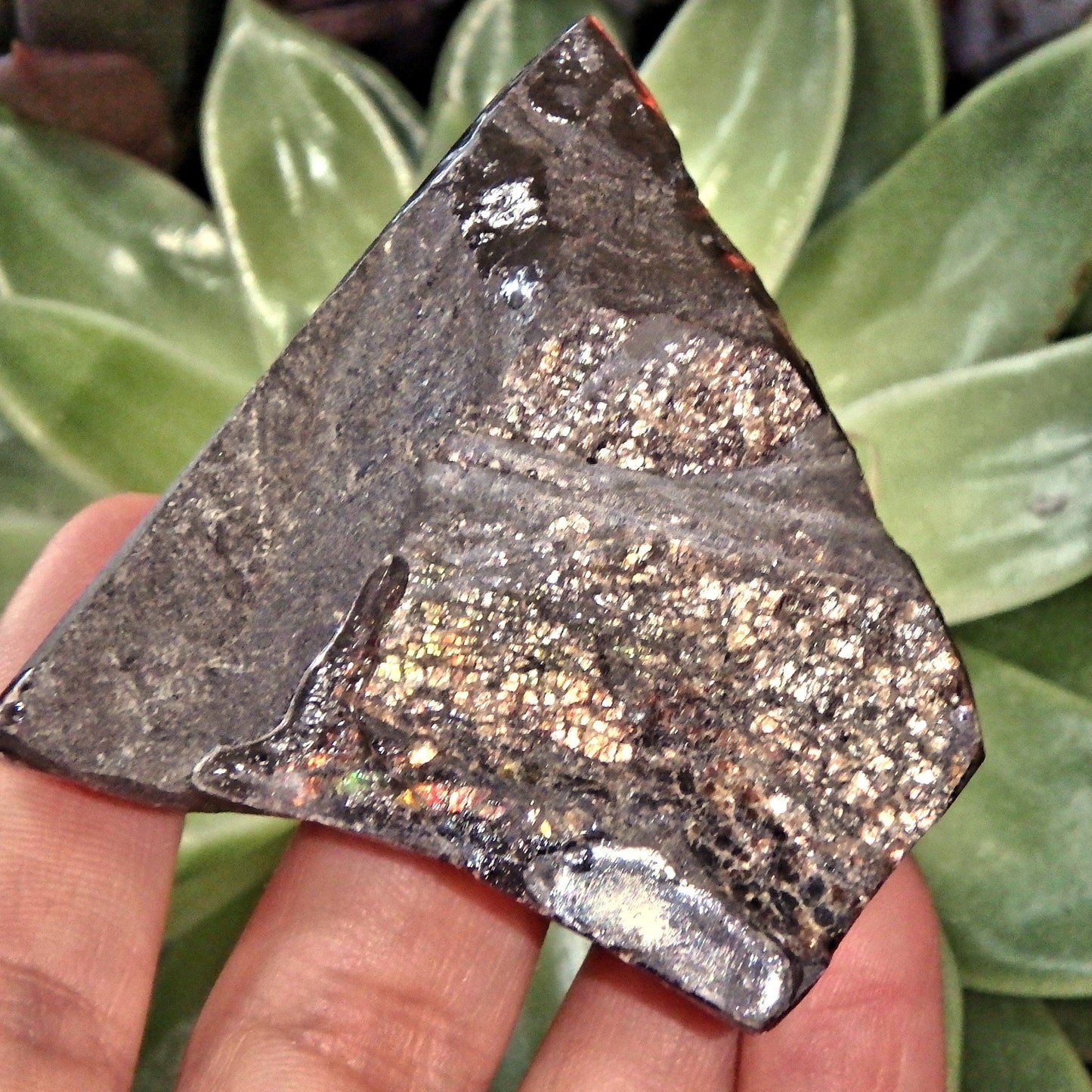  Double Sided Flashes Ammolite Chunky Specimen From Alberta, Canada