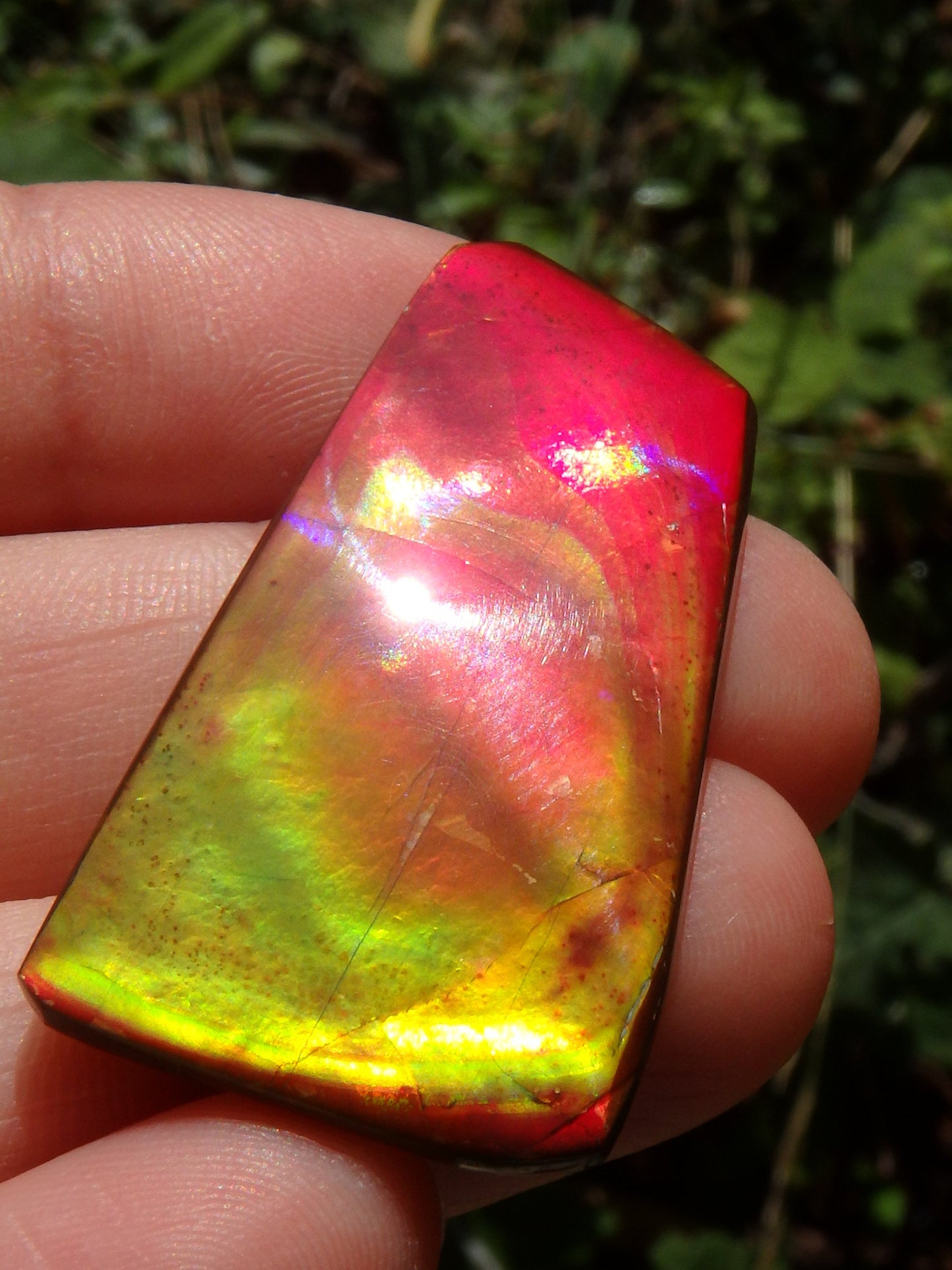 Incredible Red, Golden & Green Flash Alberta Ammolite Cabochon~Ideal for Jewellery Making! - Metiz Tier Price