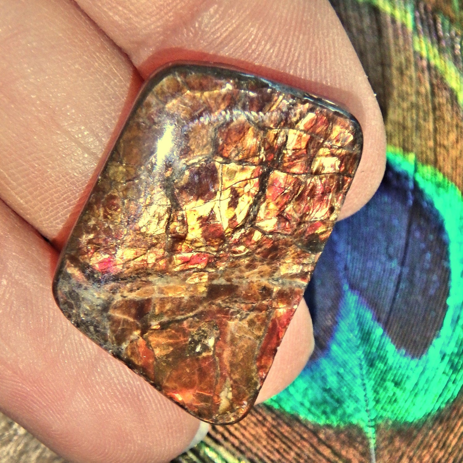  Golden & Red Flashes Alberta Ammolite Cabochon Ideal for Crafting Default Title - Earth Family Crystals
