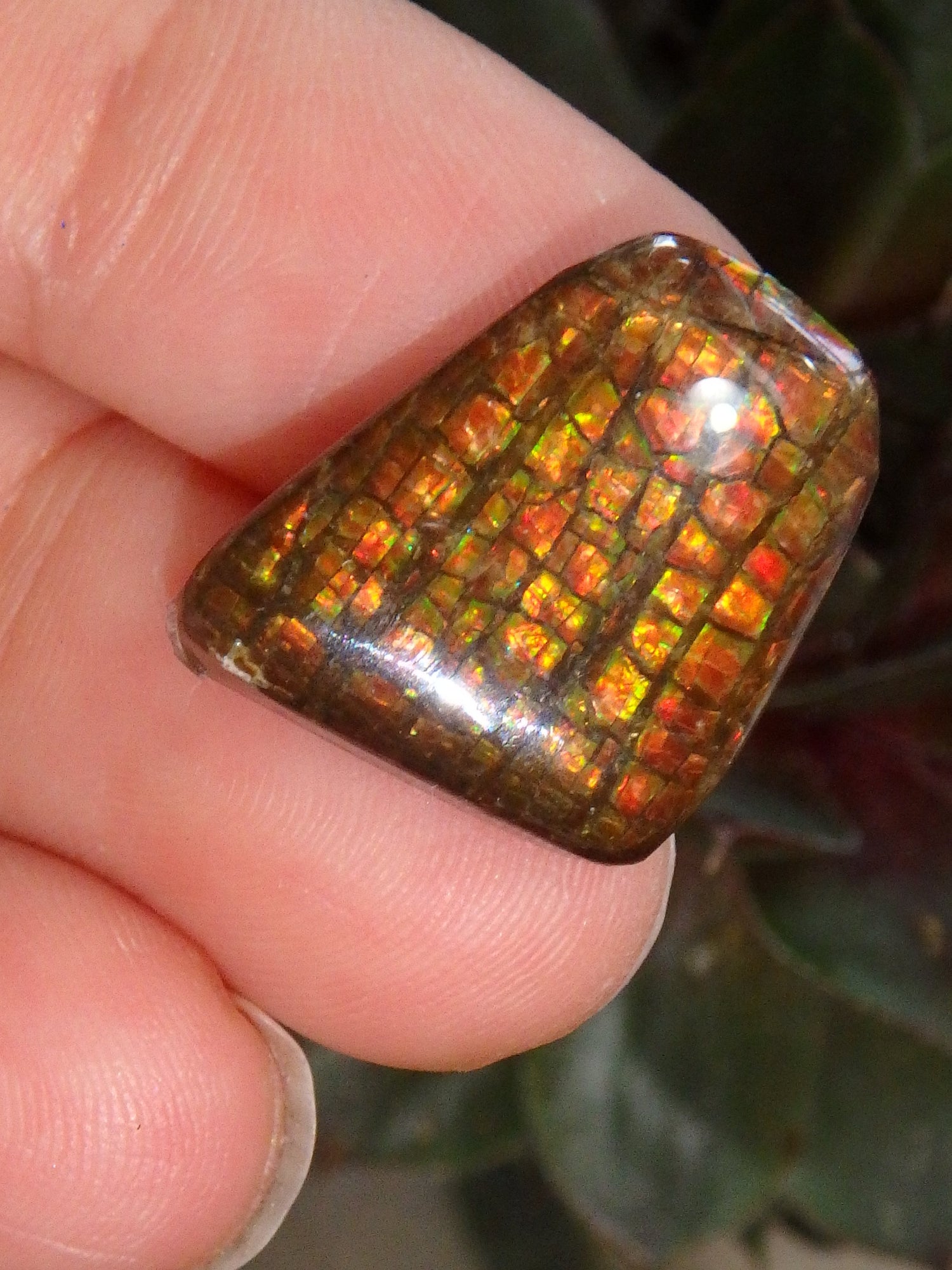 Multi Sparkle Alberta Ammolite Fossil Shell Cabochon Free Form (Ideal for Jewelry Making) 2 - Earth Family Crystals