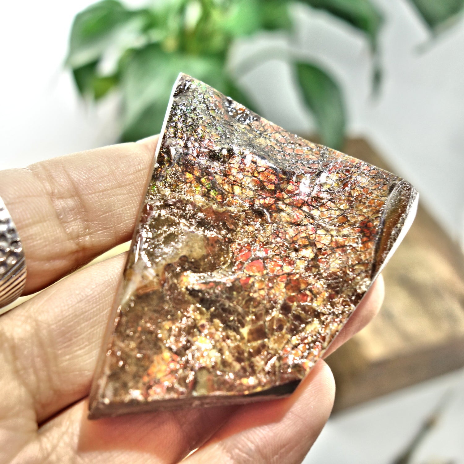Fire Red Flash Alberta Ammolite Chunky Hand Held Specimen - Earth Family Crystals