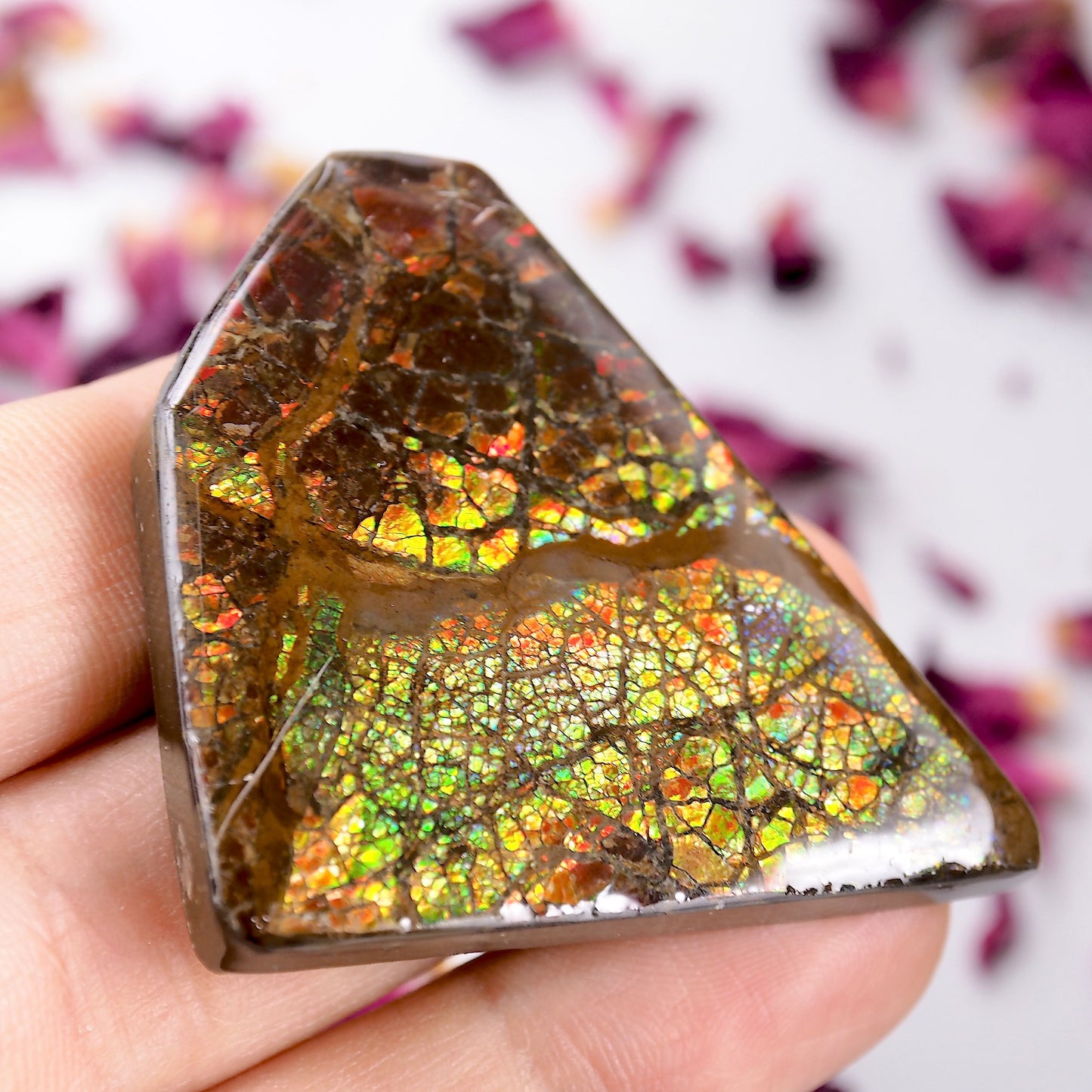 Intense Rainbow Flash Chunky Alberta Ammolite Free Form~Perfect for Crafting!