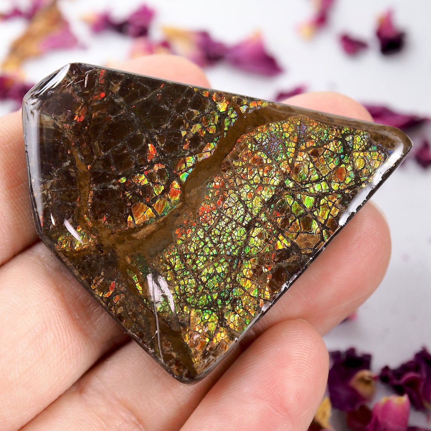Intense Rainbow Flash Chunky Alberta Ammolite Free Form~Perfect for Crafting!