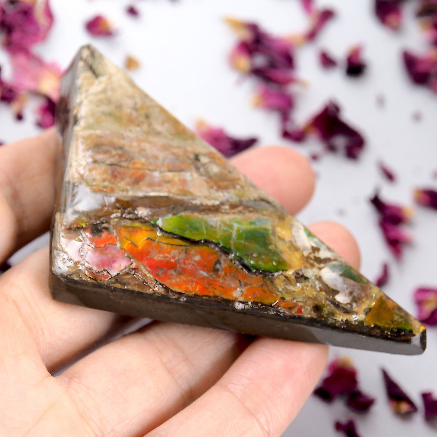  Chunky Multi Flash Alberta Ammolite Free Form Specimen~