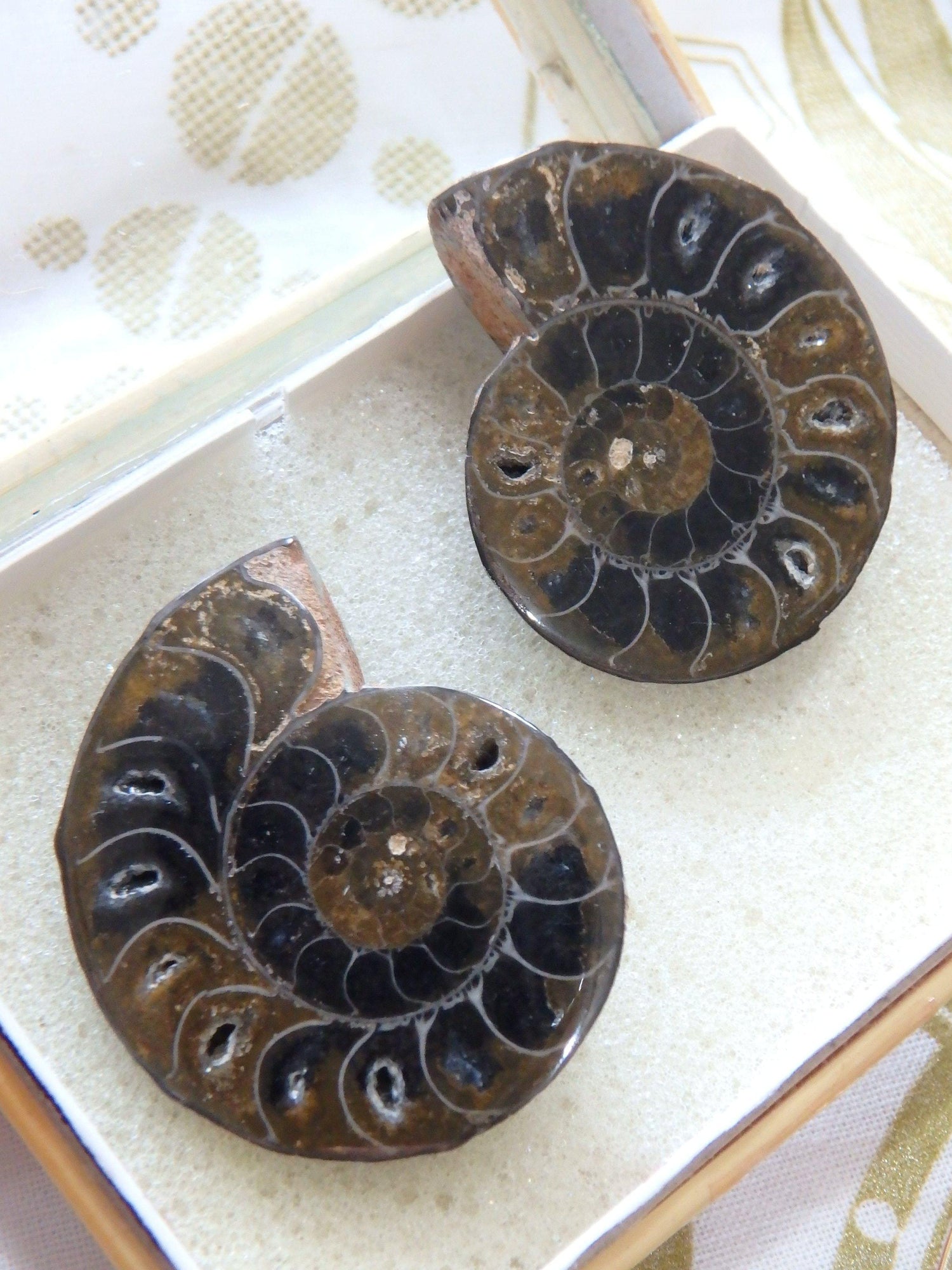  AA Grade Ammonite Set With Gorgeous Chambers & Caves From Madagascar