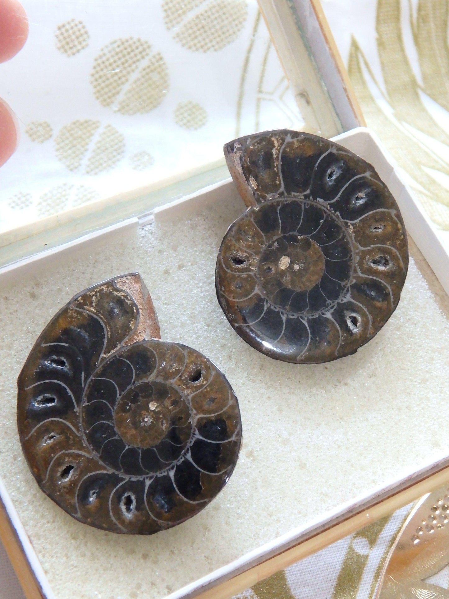  AA Grade Ammonite Set With Gorgeous Chambers & Caves From Madagascar