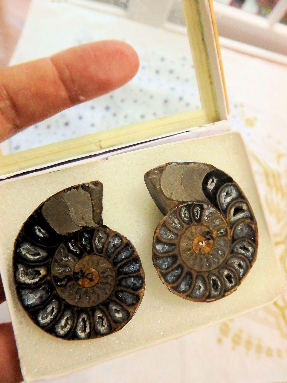  AA Grade Druzy Cave Inclusions Ammonite Fossil Pair in Collectors Box