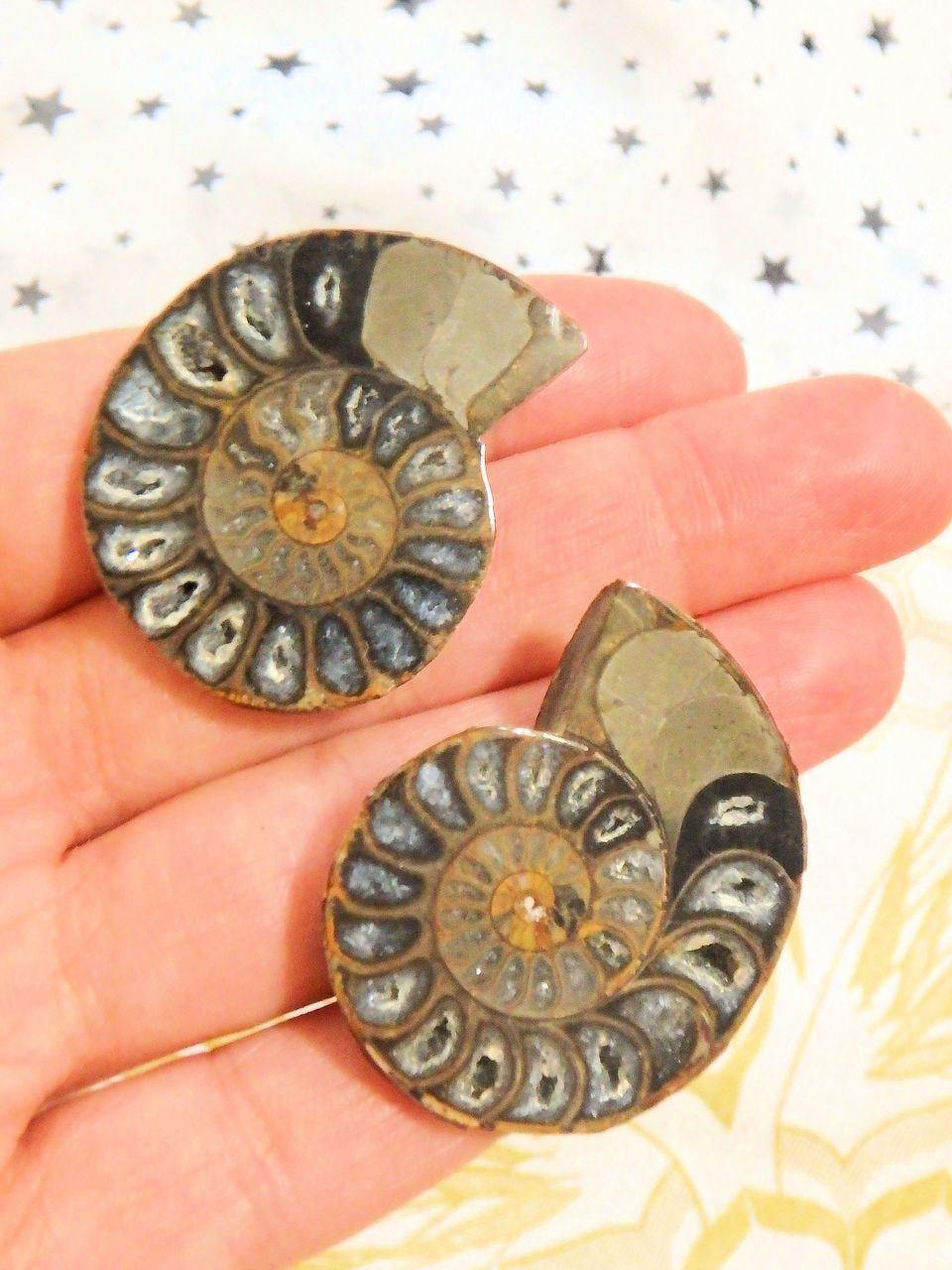  AA Grade Druzy Cave Inclusions Ammonite Fossil Pair in Collectors Box