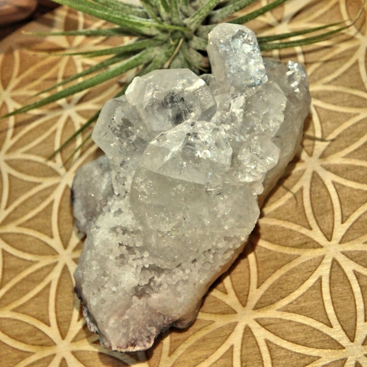  Angelic Clear Apophyllite Points Nestled on Matrix From India
