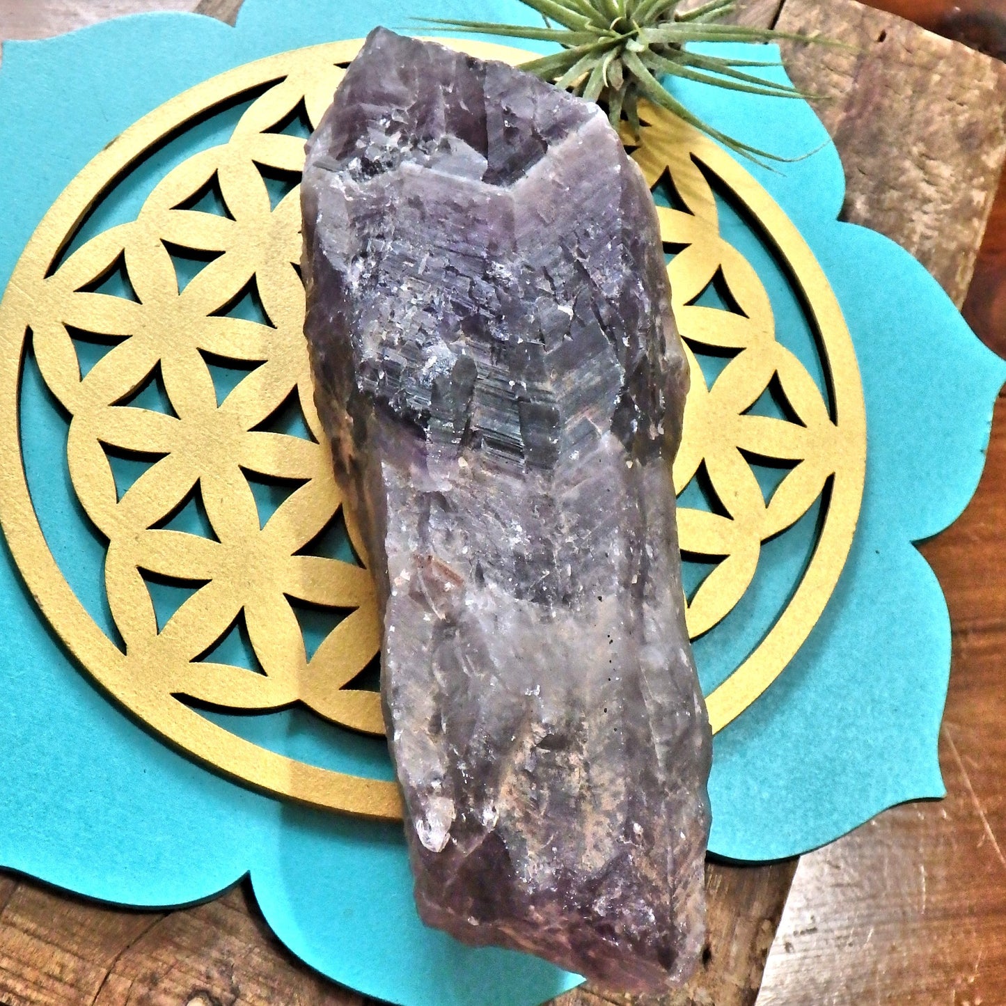 Powerful XL Deep Purple  Auralite-23 Point From Ontario, Canada